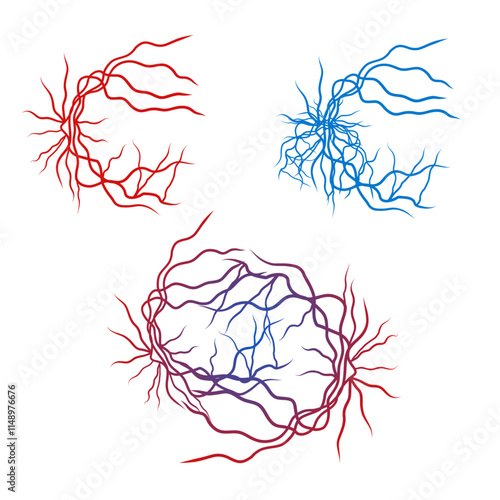 Human blood veins and arteries capillaries bloodstream