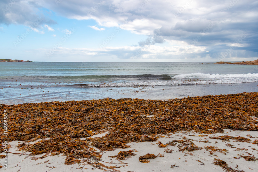 Giant kelp Macrocystis pyrifera washed ashore on red bill beach east coast Tasmania Giant kelp Macrocystis pyrifera washed ashore on red bill beach east coast Tasmania