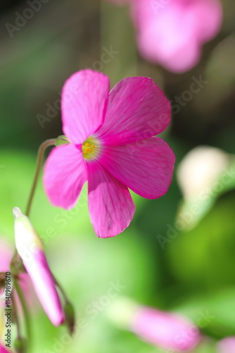 野に咲くオキザリスの花