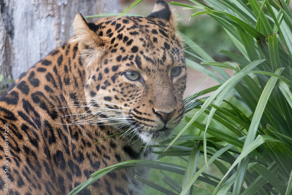 Fototapeta premium Chinese Leopard