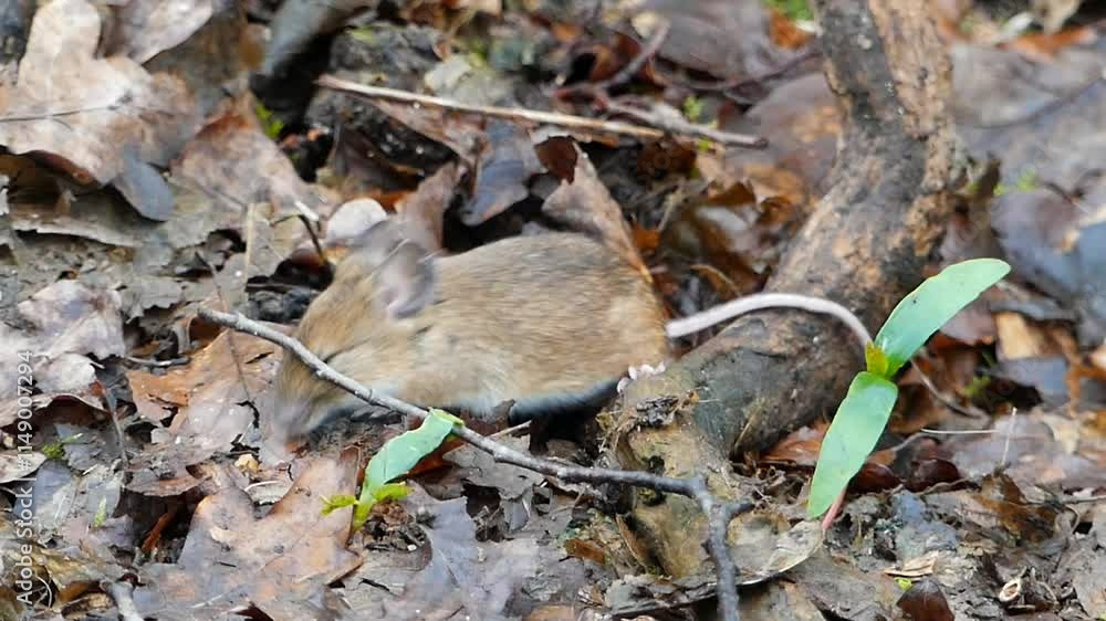 Field mouse in a park Field mouse in a park