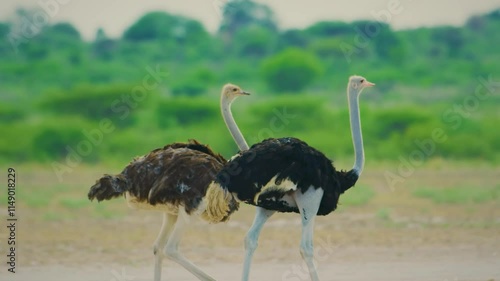 A Couple of common ostrich (Struthio camelus), or simply ostrich, is a species of flightless bird. 