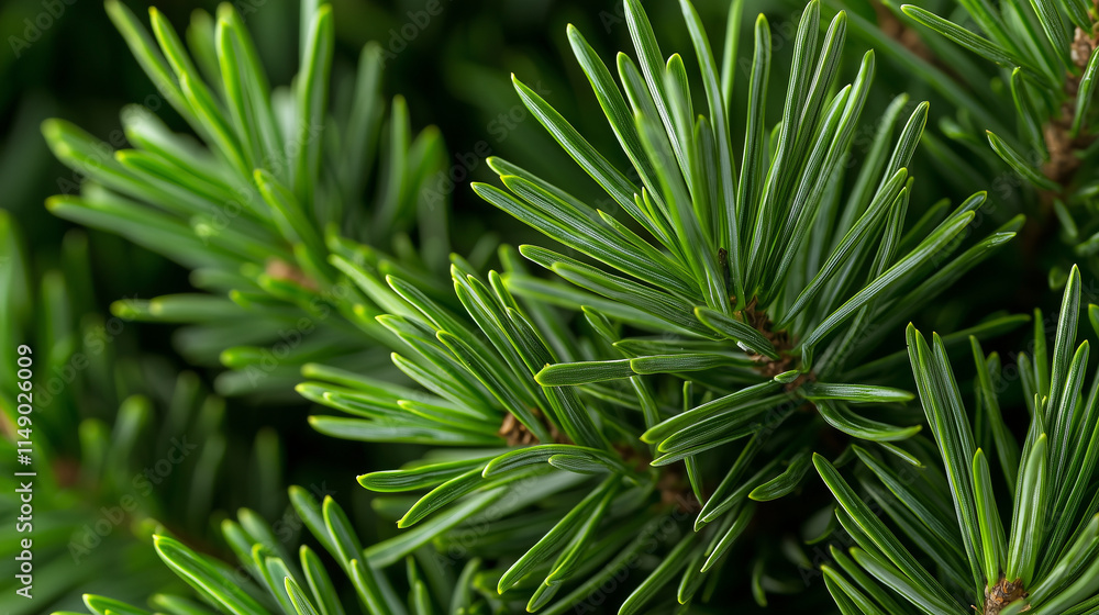 Fresh Evergreen Pine Branches Close Up Nature Details Holiday Fresh Evergreen Pine Branches Close Up Nature Details Holiday