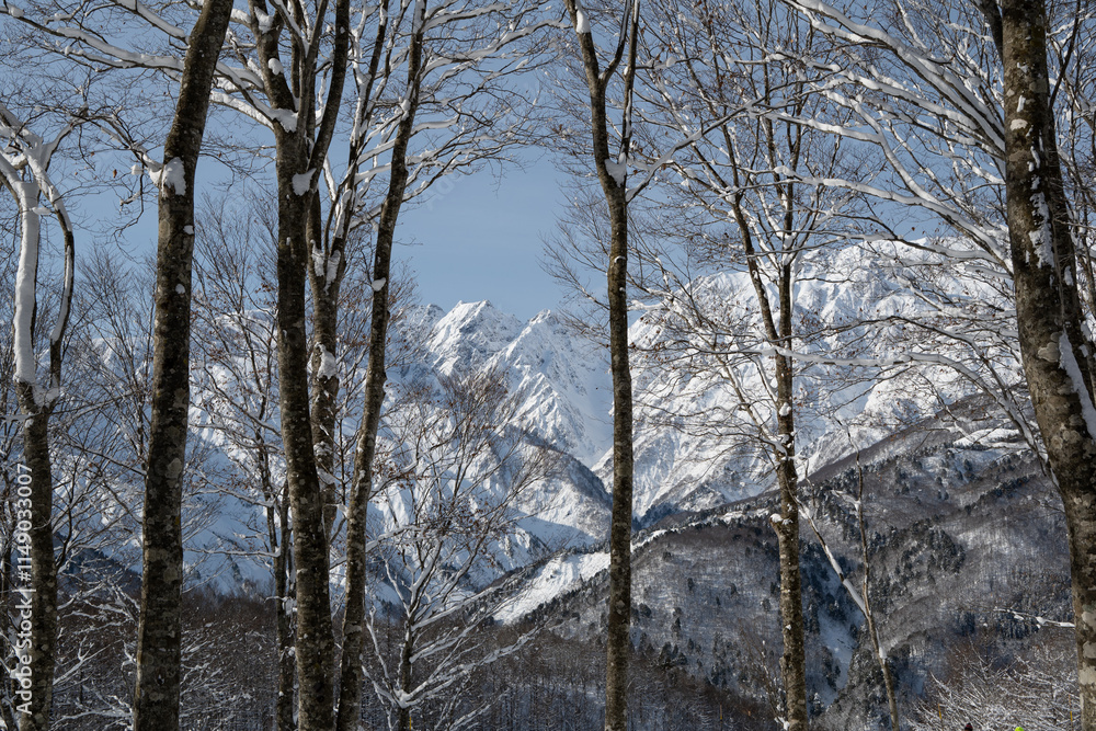 Fototapeta premium スキー場 ゲレンデ風景 白馬岩岳スノーフィールド