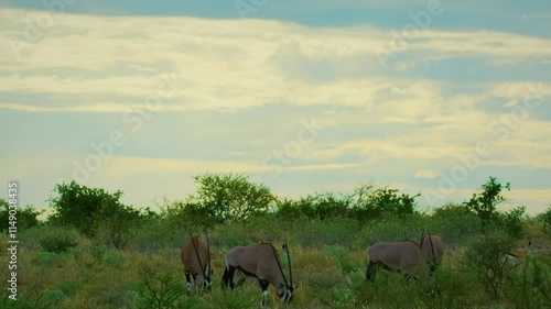 A couple of Gemsbok (Oryx gazella) grazing grass in Savanah.