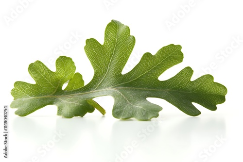 oak leaf isolated on white background photo