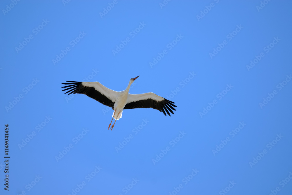 Obraz premium Stork flying in the sky of Aragon, Spain
