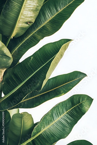 mango leaf isolated on white background photo