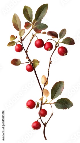 cranberry plant isolated on white background photo