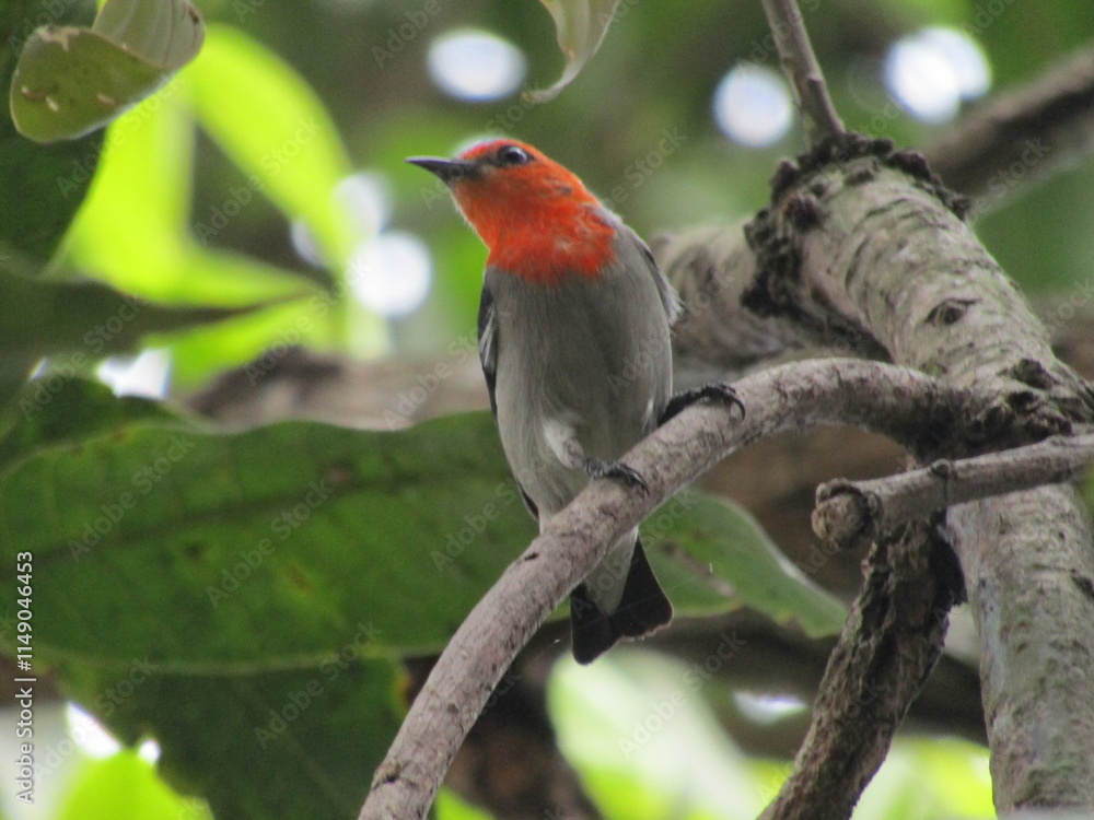 Scarlet-headed flowerpecker bird on a tree Scarlet-headed flowerpecker bird on a tree