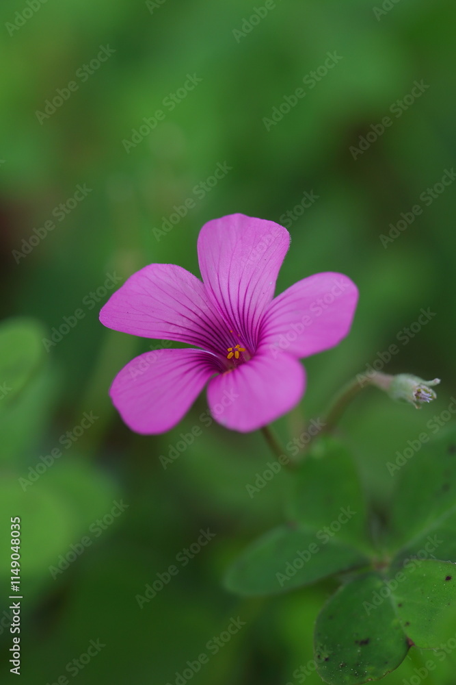 新緑の中にピンクの花を咲かすイモカタバミ 新緑の中にピンクの花を咲かすイモカタバミ