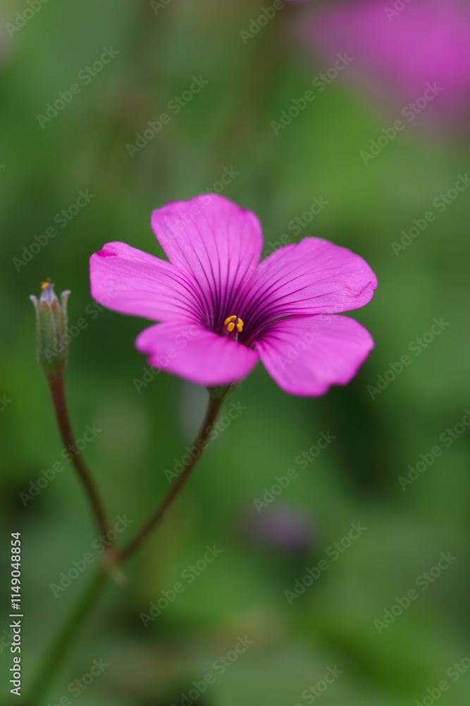 Fototapeta premium 新緑の中でピンクの花を咲かすイモカタバミ