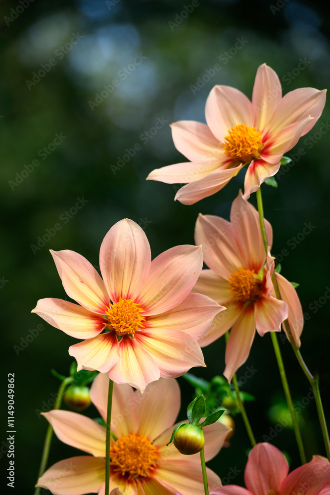 Fototapeta premium Closeup of coral colored orange and yellow dahlia flower red center ring blooming in a fall garden, dramatic nature background 