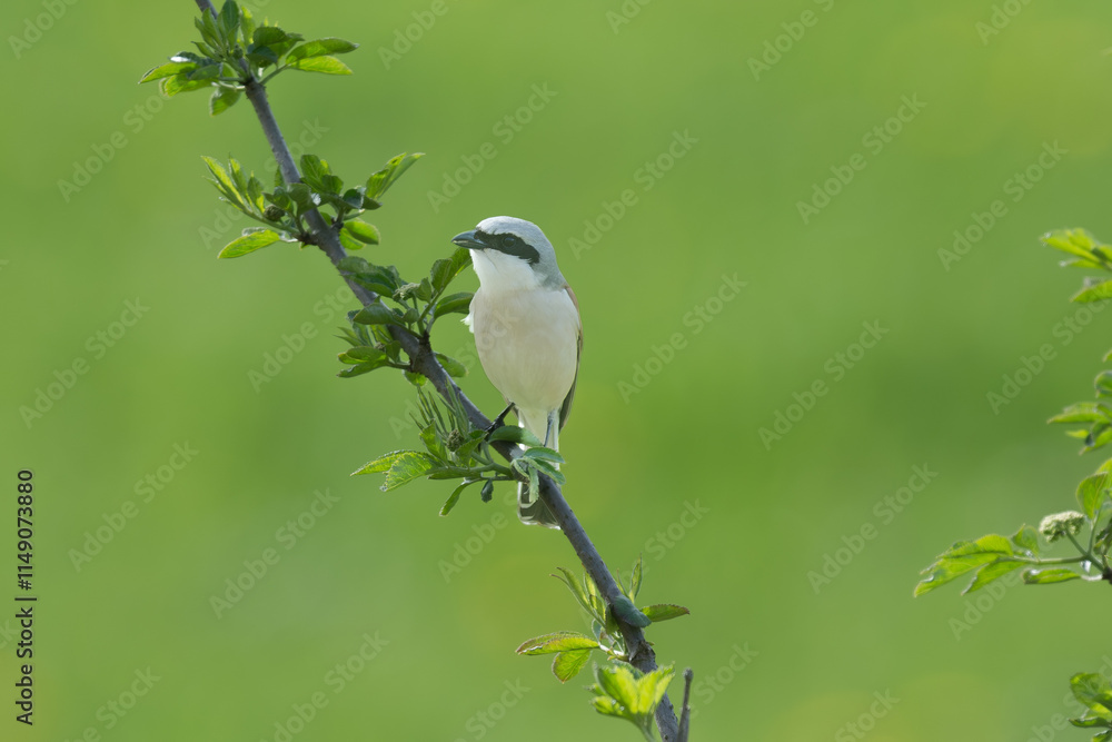 Obraz premium Neuntöter Männchen