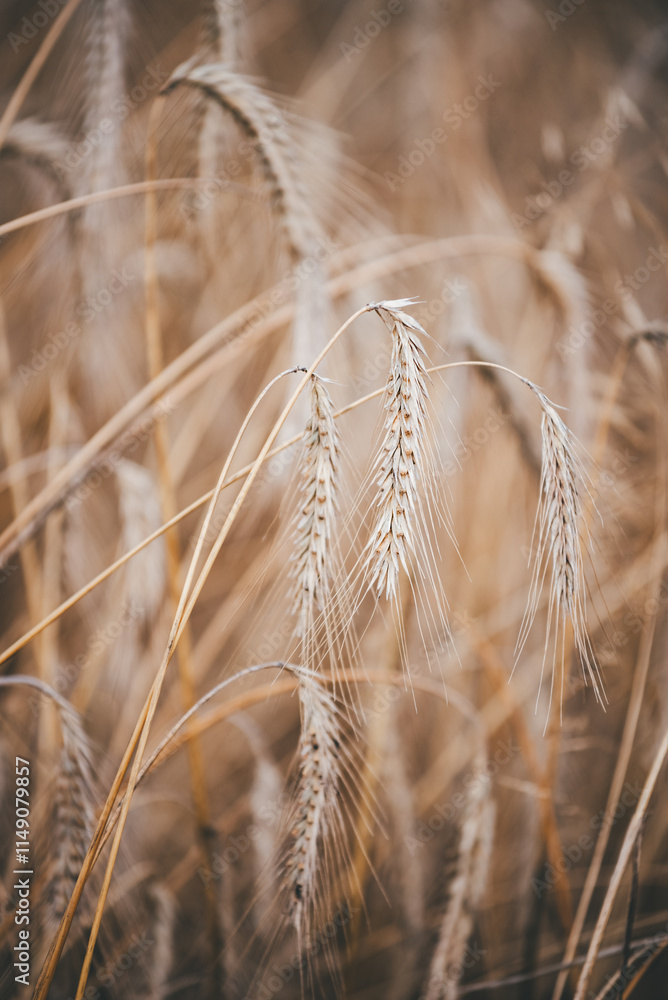 Fototapeta premium Ears of wheat growing in the field. Close-up of wheat growing in a village