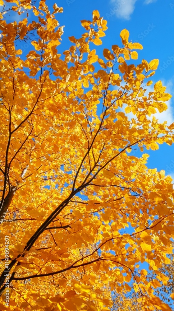 Vibrant golden yellow autumn leaves illuminated by sunlight against deep blue sky, creating stunning seasonal contrast in nature. Low angle view of fall foliage on tree branches. Vibrant golden yellow autumn leaves illuminated by sunlight against deep blue sky, creating stunning seasonal contrast in nature. Low angle view of fall foliage on tree branches.