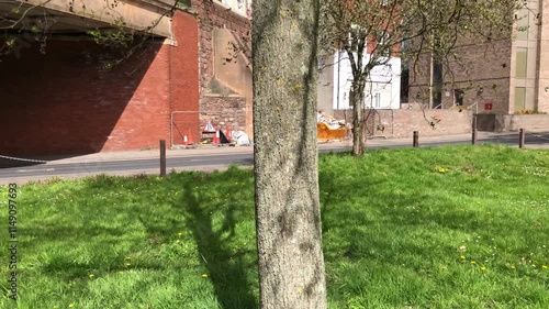 Speath alder (Alnus spaethii) - entire tree - April photo