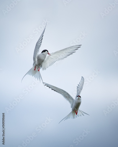 Two elegant terns in aerial courtship dance. Captivating flight display emphasizing bird behavior, nature beauty, and freedom.