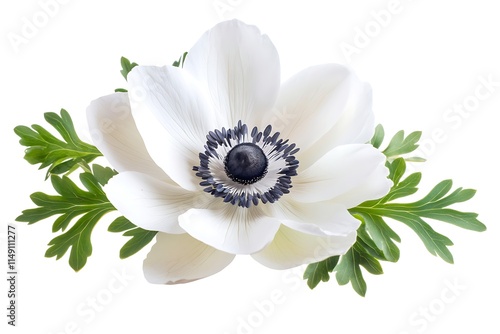 crisp white anemone flower isolated on white background photo