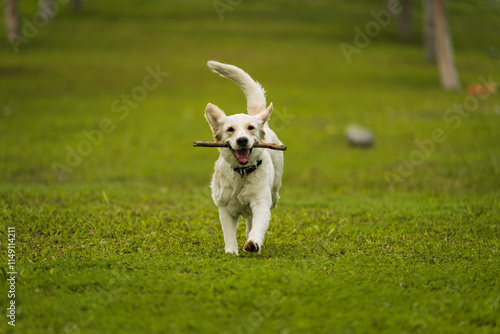 Canvas Print Golden Retriever Playing Fetch in a Green Field
