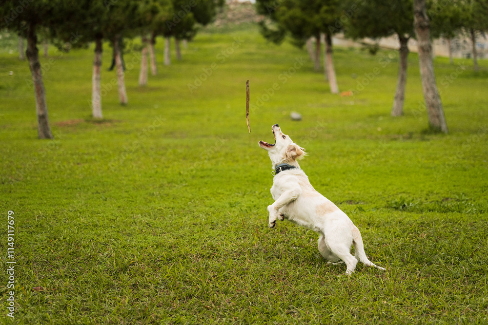Golden Retriever Playing Fetch in a Green Field Golden Retriever Playing Fetch in a Green Field