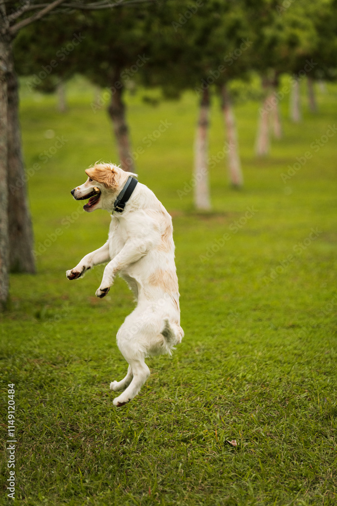 Golden Retriever Playing Fetch in a Green Field Golden Retriever Playing Fetch in a Green Field