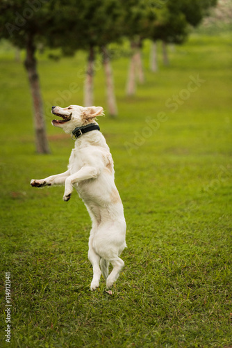 Golden Retriever Playing Fetch in a Green Field