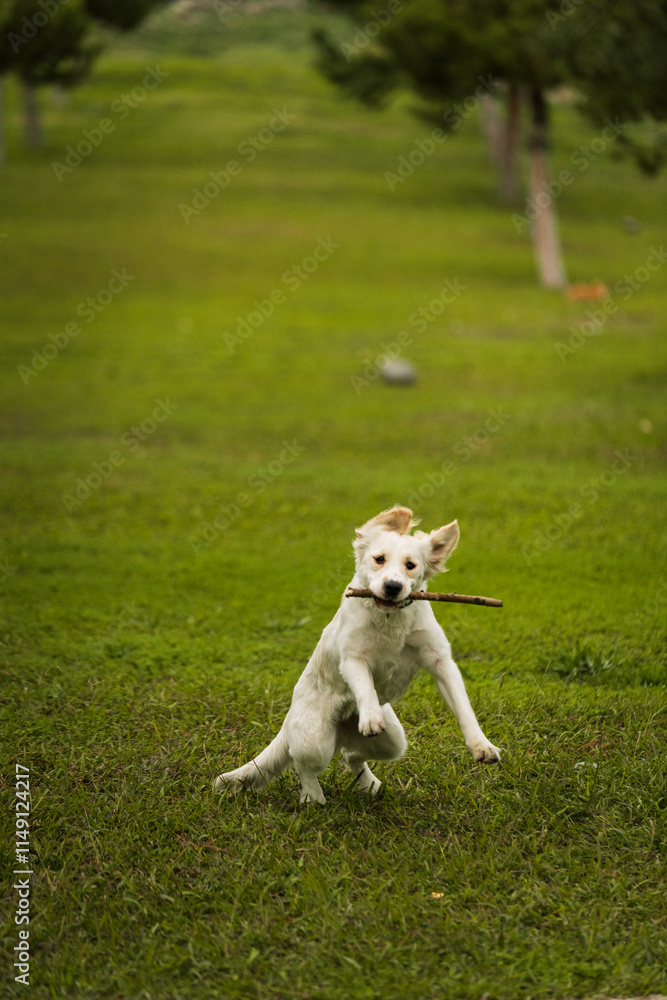 Golden Retriever Playing Fetch in a Green Field Golden Retriever Playing Fetch in a Green Field