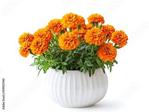 orange marigold plant in a white ceramic pot isolated on white background photo