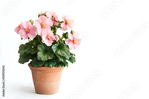 Wallpaper Mural pink begonia plant in a small terracotta pot isolated on white background Torontodigital.ca