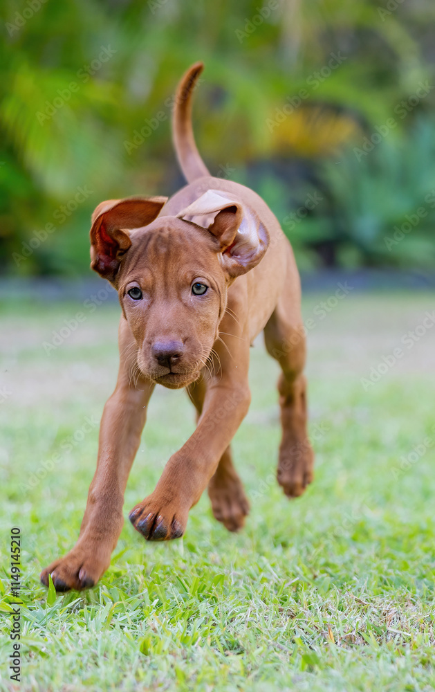 Hungarian Vizsla puppy dog running on grass with ears flapping Hungarian Vizsla puppy dog running on grass with ears flapping