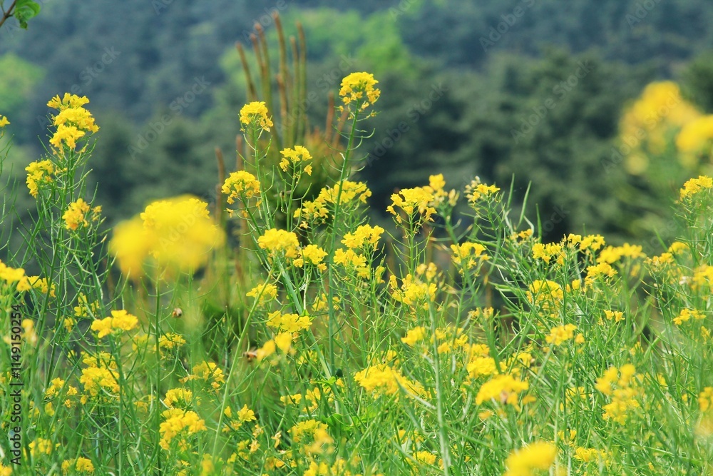 Fototapeta premium 봄 품경 - 노랗게 핀 유채꽃