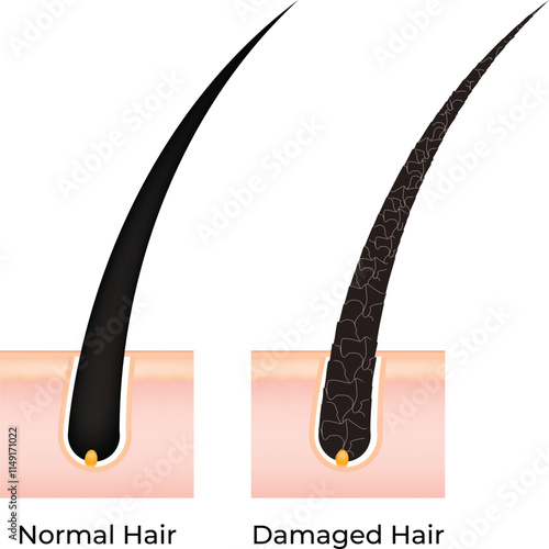 Normal Hair and Damaged Hair Science Design Vector Illustration Diagram