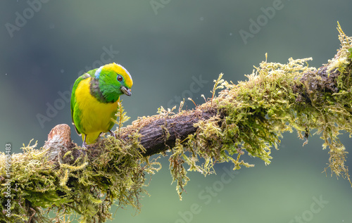 Golden-browed chlorophonia perched on a tree branch. photo