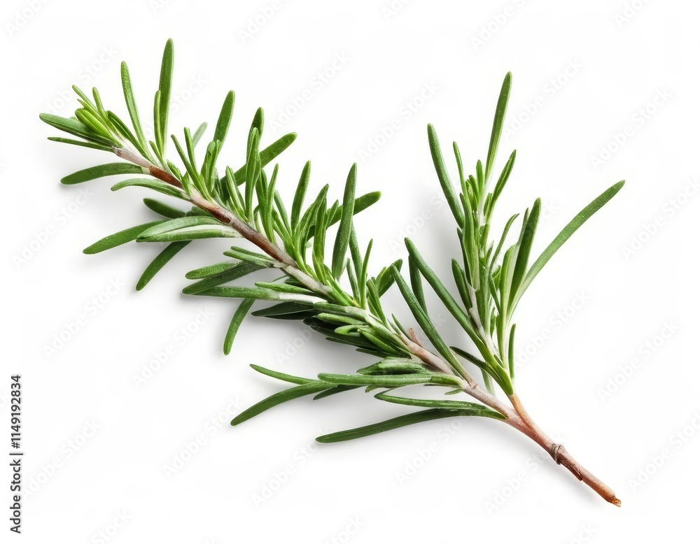 Fototapeta premium rosemary