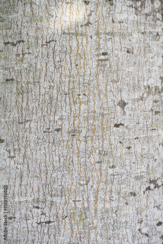 Naklejka premium White textured and patterned bark of a tree trunk, as a nature background 