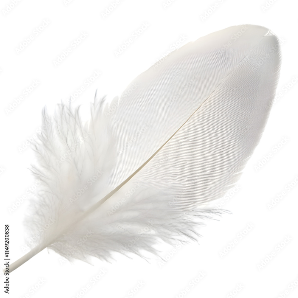 Single White Feather  Soft  Light  Fluffy  Downy  Delicate  Nature  Texture  Background  D