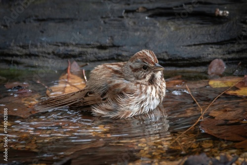 Song Sparrow photo