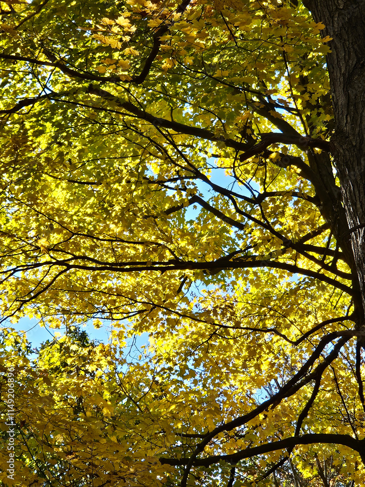 Autumn nature image looking up from directly below at the yellow leaves of a tall deciduous tree. Autumn nature image looking up from directly below at the yellow leaves of a tall deciduous tree.