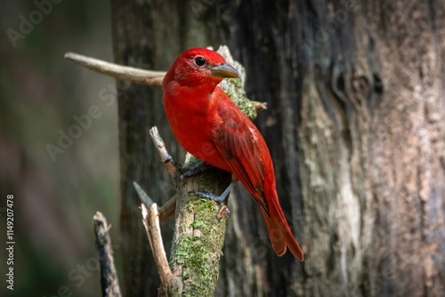 Summer Tanager
