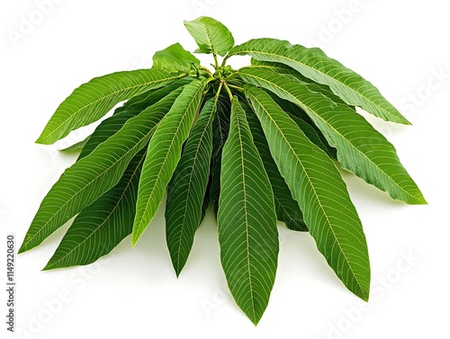 chestnut tree with long leaves isolated on white background photo