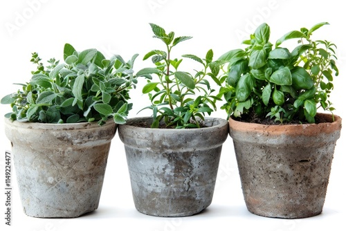 Wallpaper Mural Fresh herbs growing in small pots Torontodigital.ca