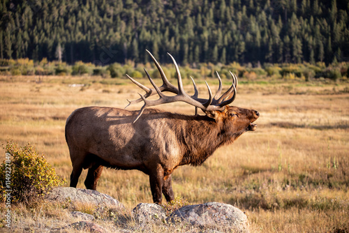 Tableau sur toile Large bull elk bugling