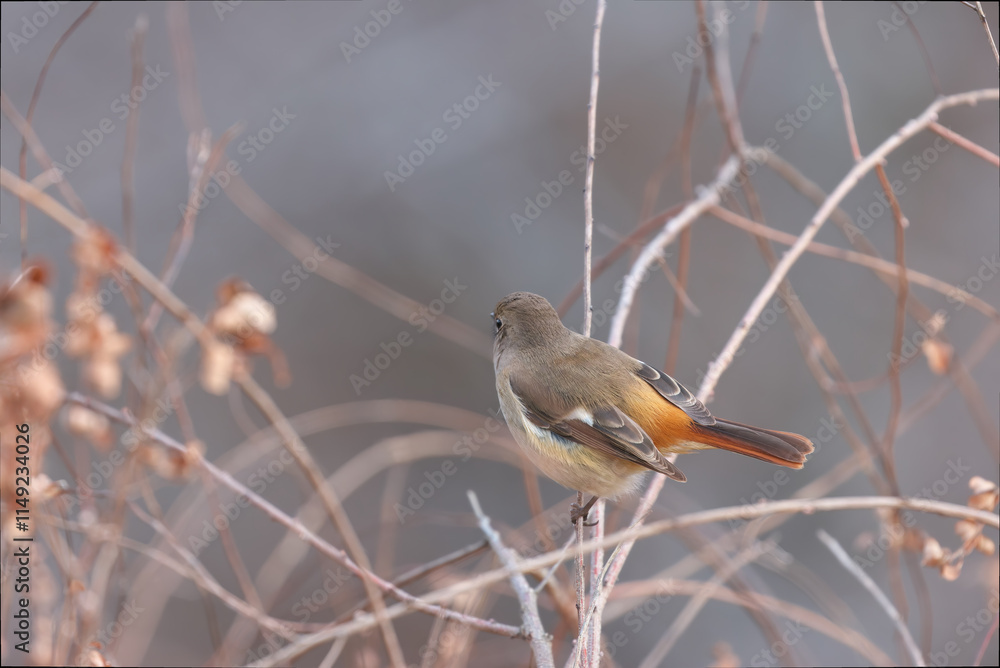 Daurian Redstart watching over her territory Daurian Redstart watching over her territory