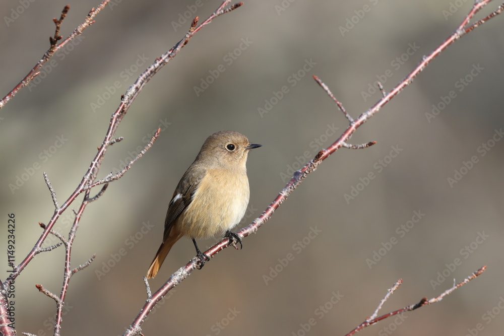Daurian Redstart watching over her territory Daurian Redstart watching over her territory