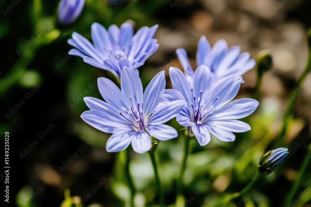 Fototapeta premium 青紫の花々が咲く春の公園での穏やかな日差しの中で