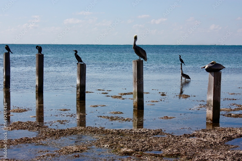 Coastal Birds on Piers at Low Tide Coastal Birds on Piers at Low Tide