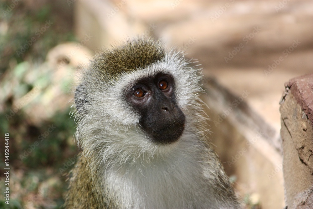 Close-Up of a Vervet Monkey Close-Up of a Vervet Monkey