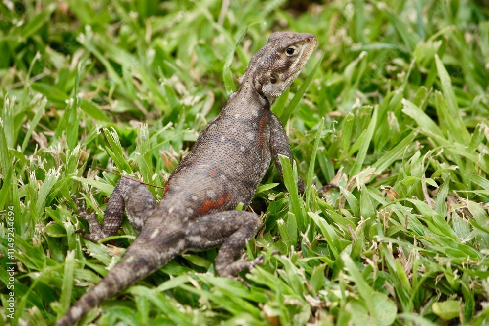 Obraz premium Eastern Blue-Tongue Lizard on Grass