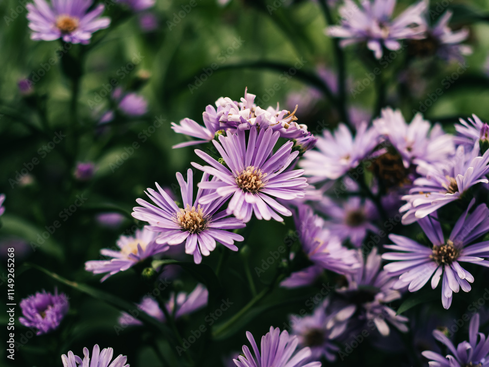 Fototapeta premium Purple flowers in the garden